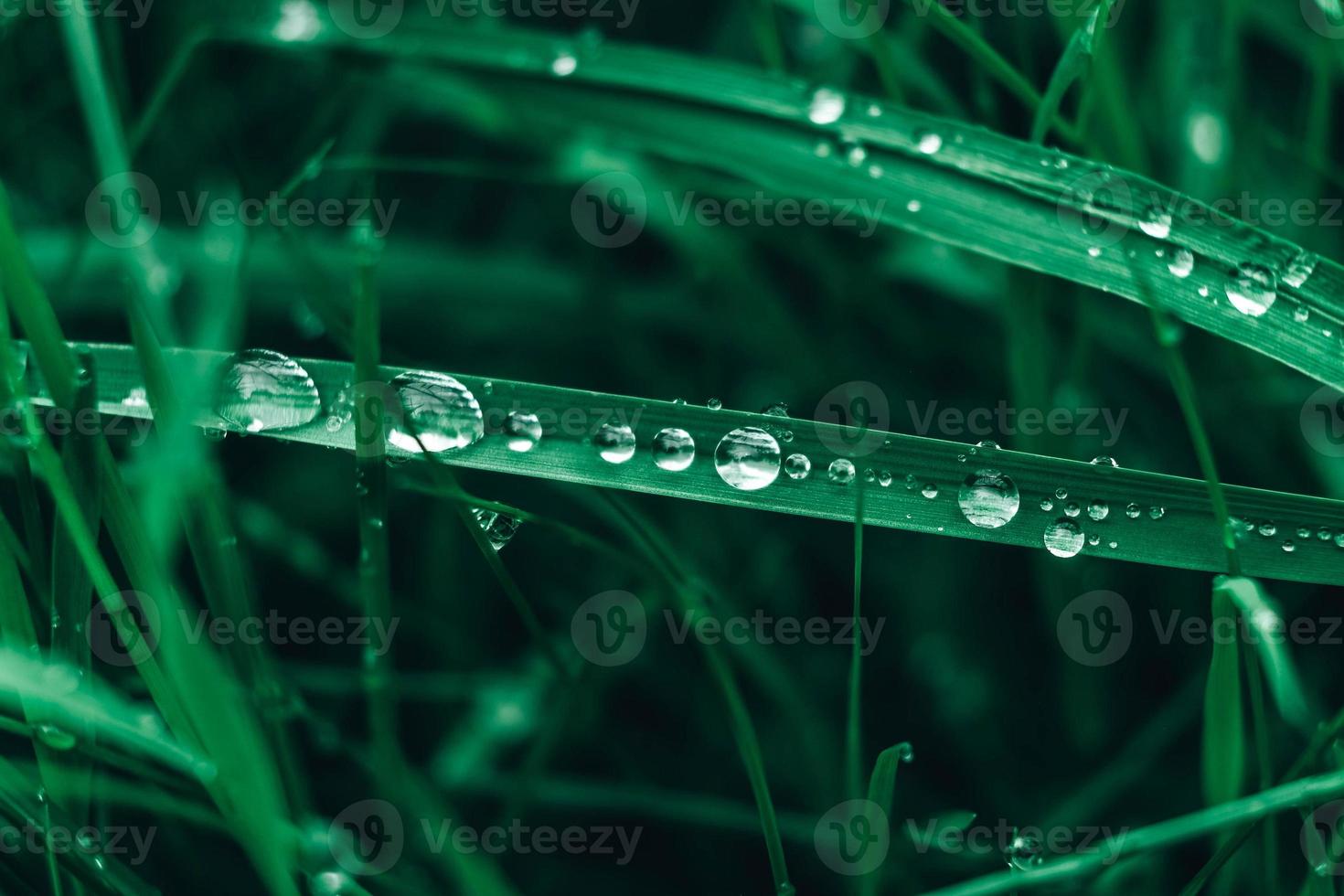 Fresh grass with dew drops. Dew drops on the green grass photo