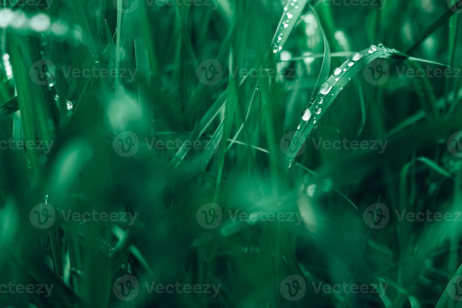 hierba fresca con gotas de rocío. gotas de rocío sobre la hierba verde foto