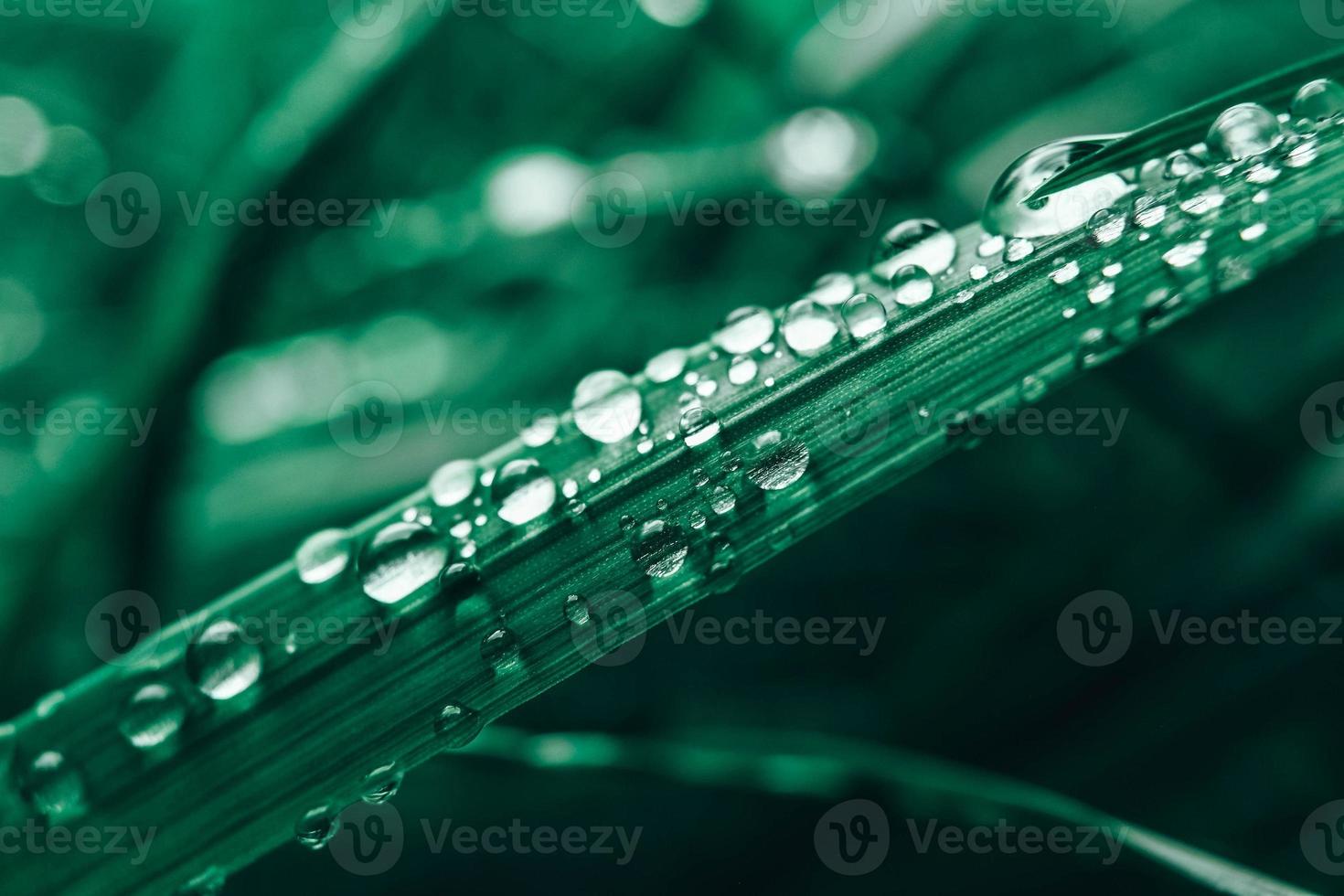 Dew drops on the green grass close-up image. Fresh grass with dew drops. Copy, empty space for text photo