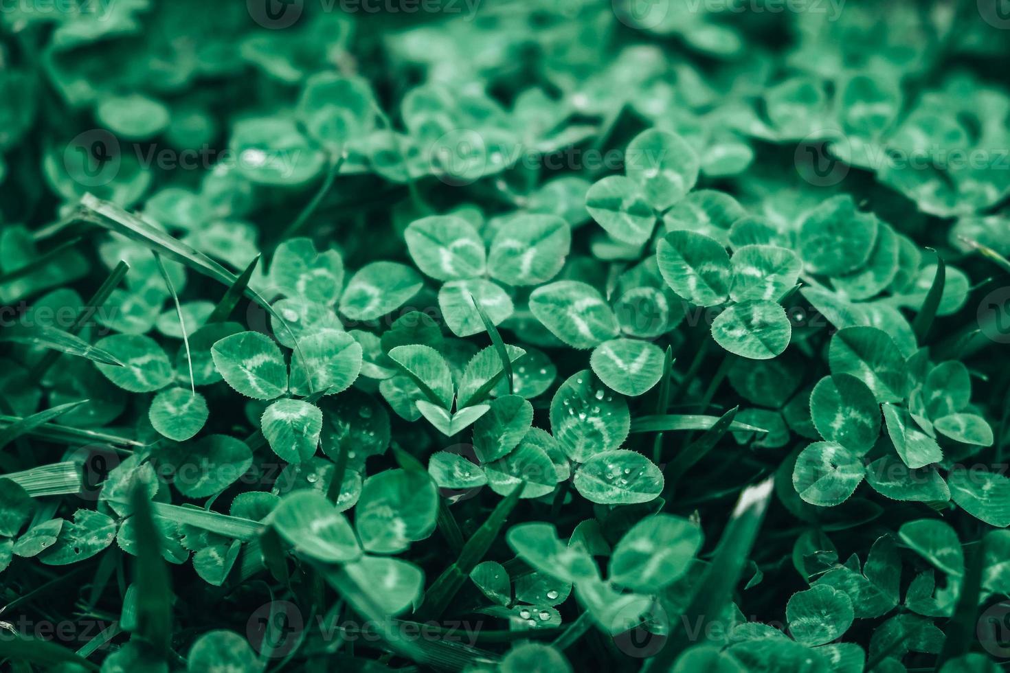 Green clover leaves close up. Copy, empty space for text Green clover leaves close up. Copy, empty space for text photo