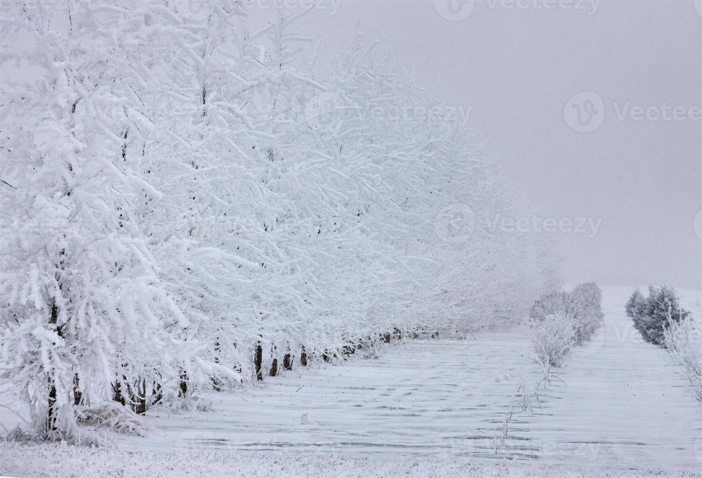 Winter Frost Saskatchewan photo
