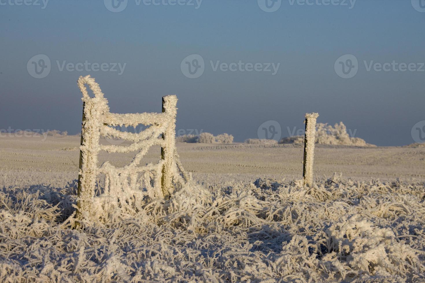 Winter Frost Saskatchewan photo