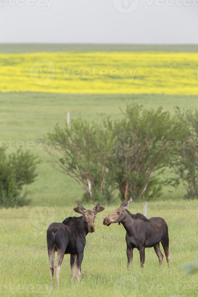 Prairie Moose Canada photo