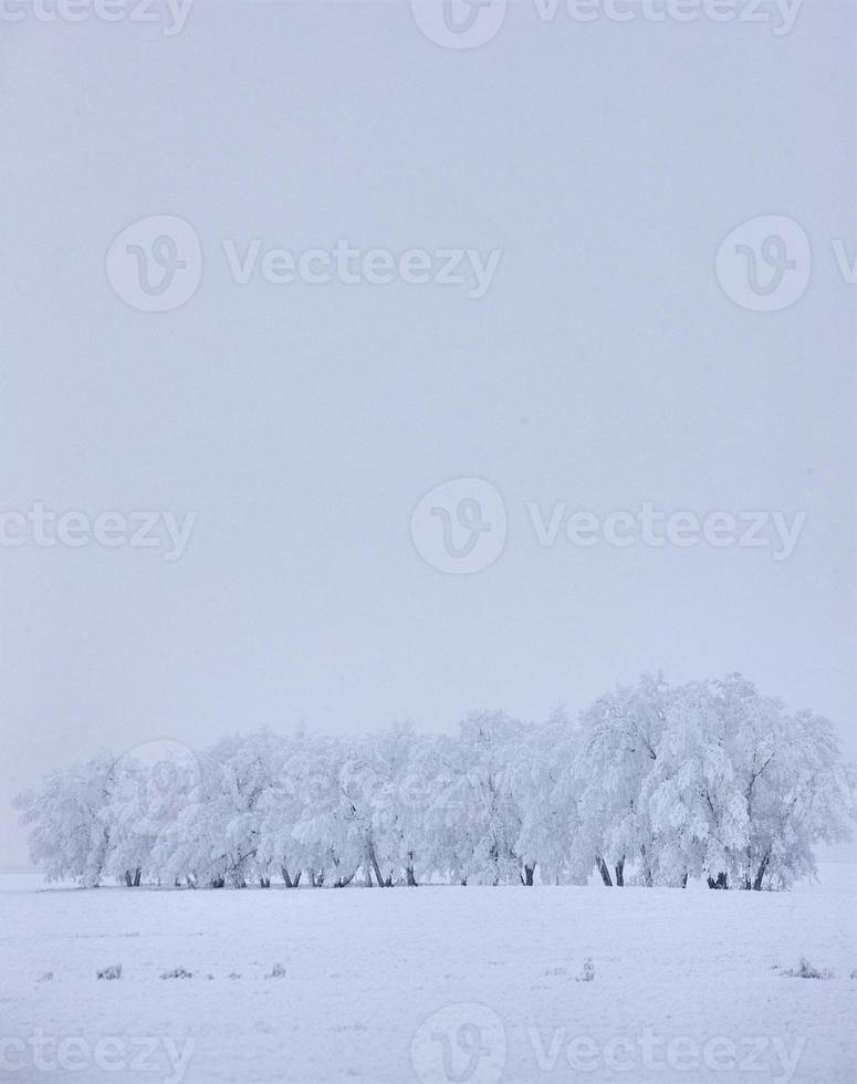 Winter Frost Saskatchewan photo
