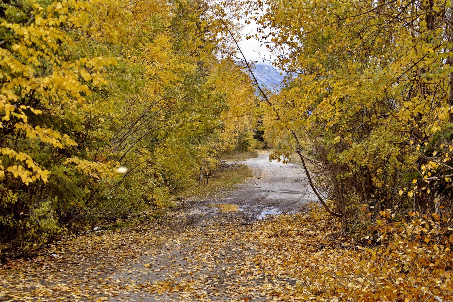 Golden British Columbia photo