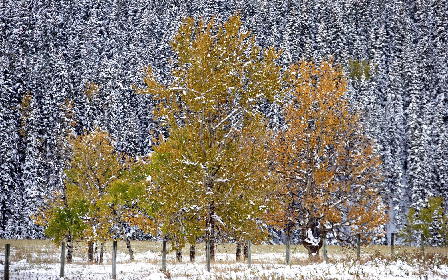 colores de otoño kananaskis foto