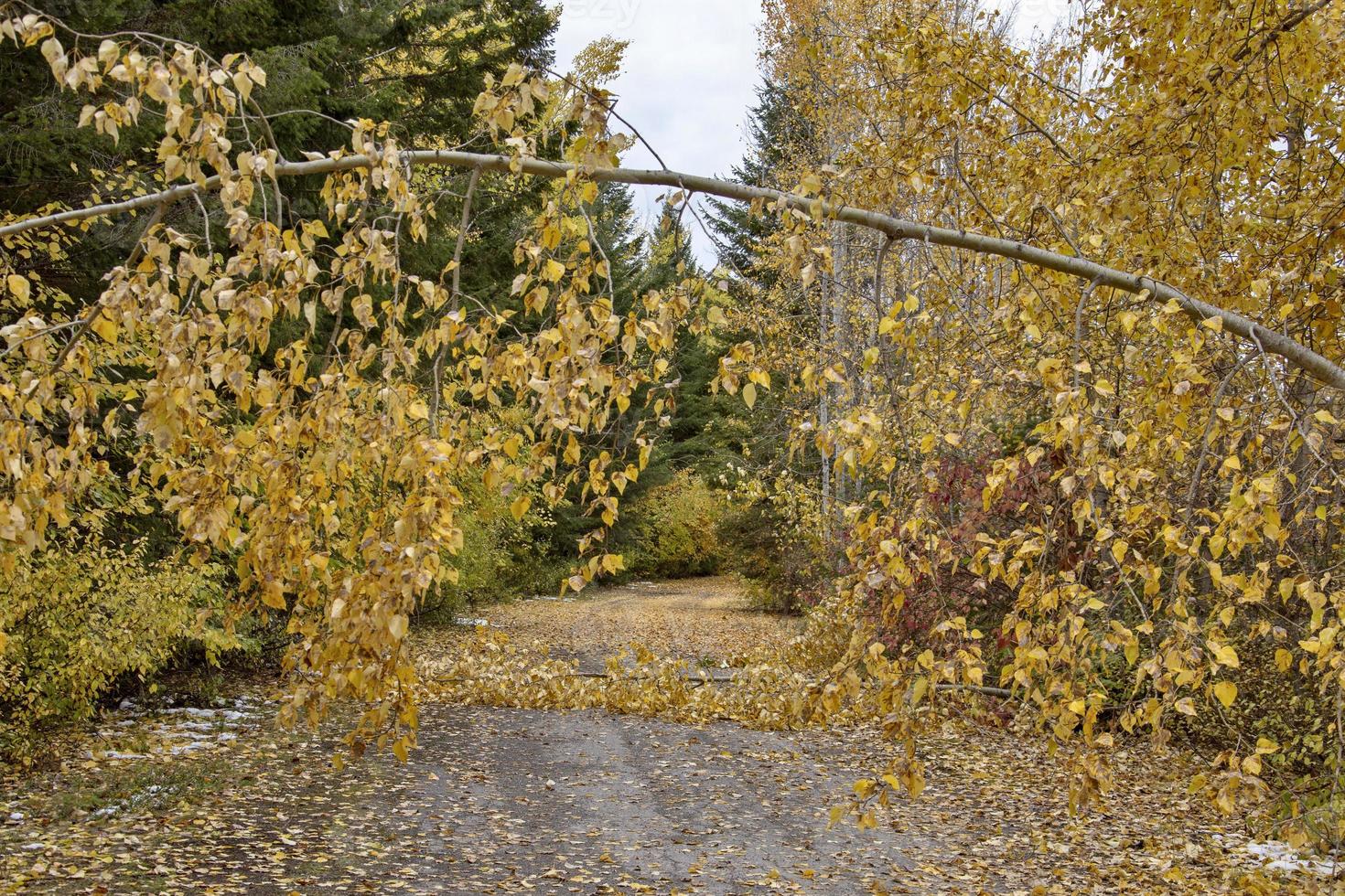 Golden British Columbia photo