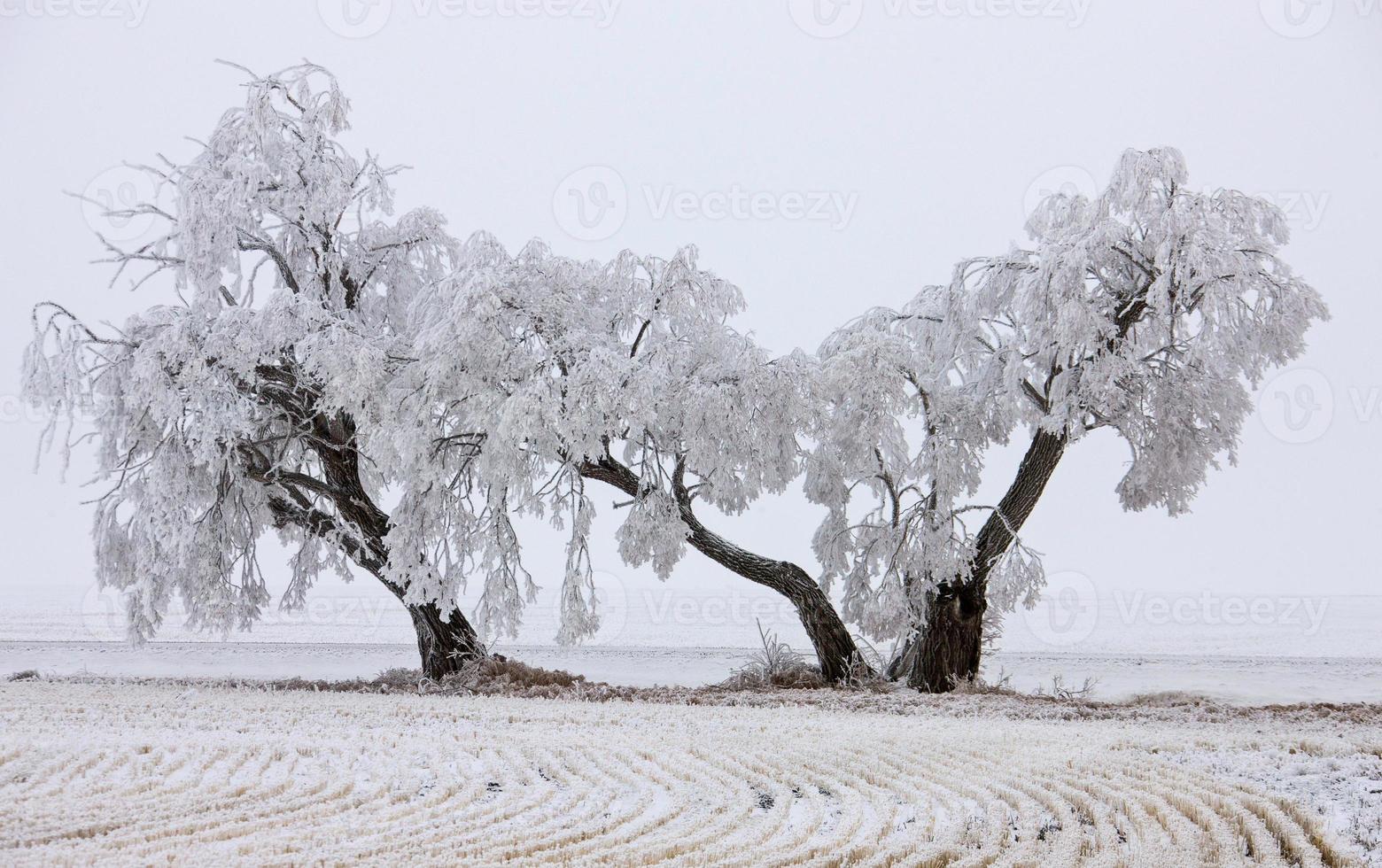 Winter Frost Saskatchewan photo