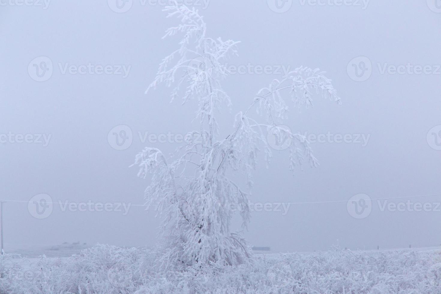 Winter Frost Saskatchewan photo