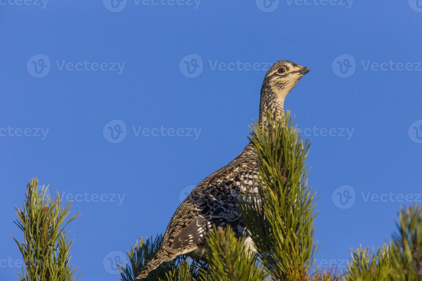 Sharp Tailed Grouse in Tree photo