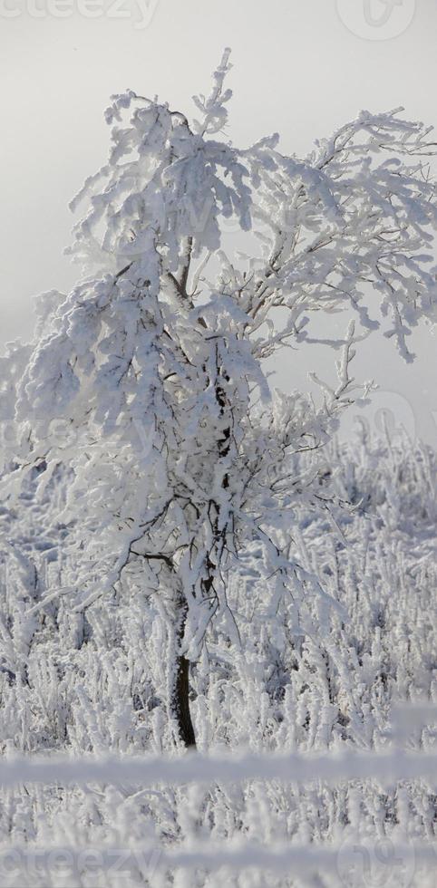 Winter Frost Saskatchewan photo