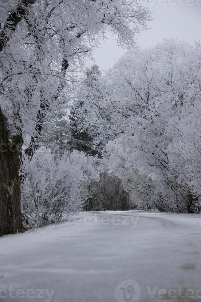 heladas de invierno saskatchewan foto