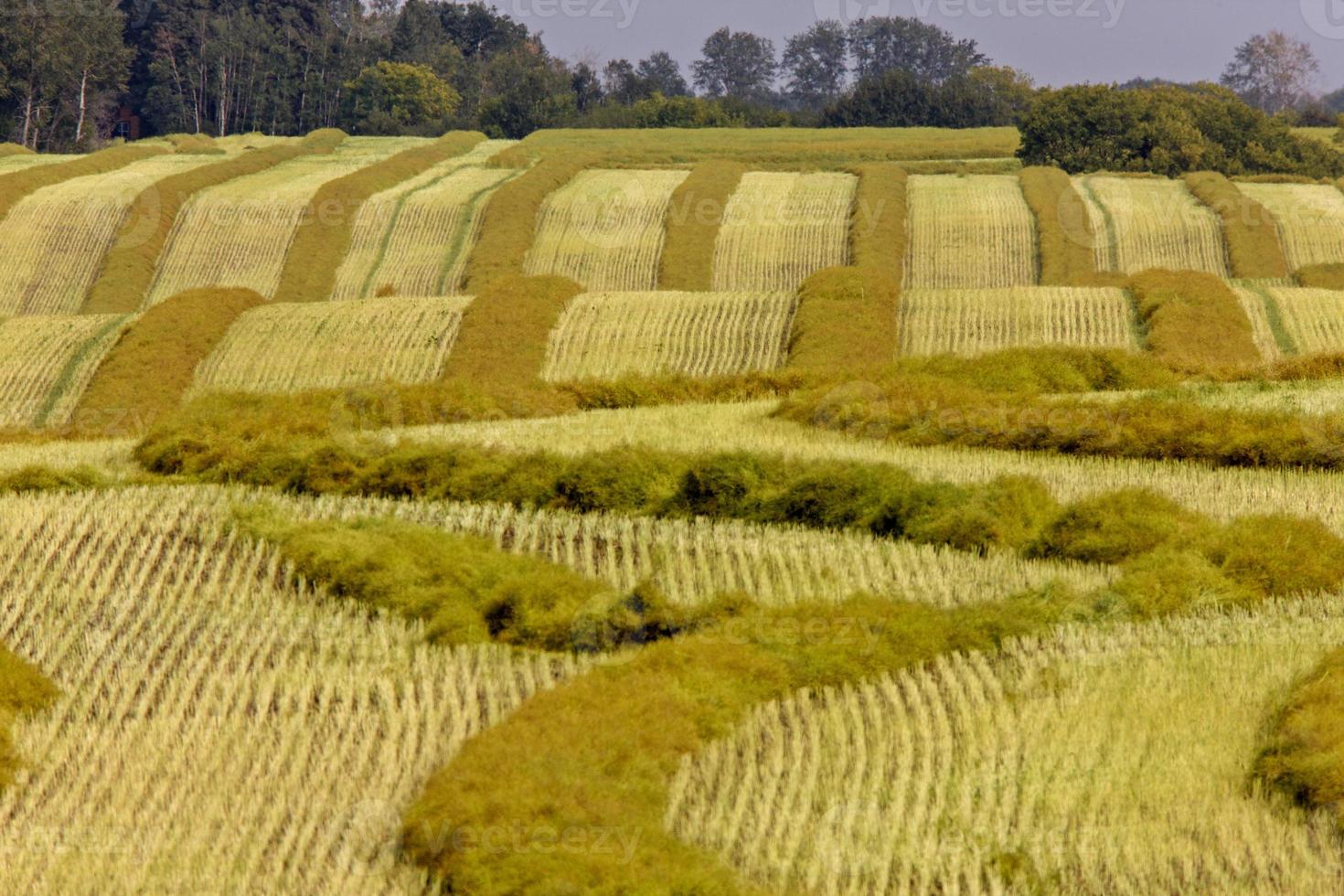 Harvest Canola Swath photo