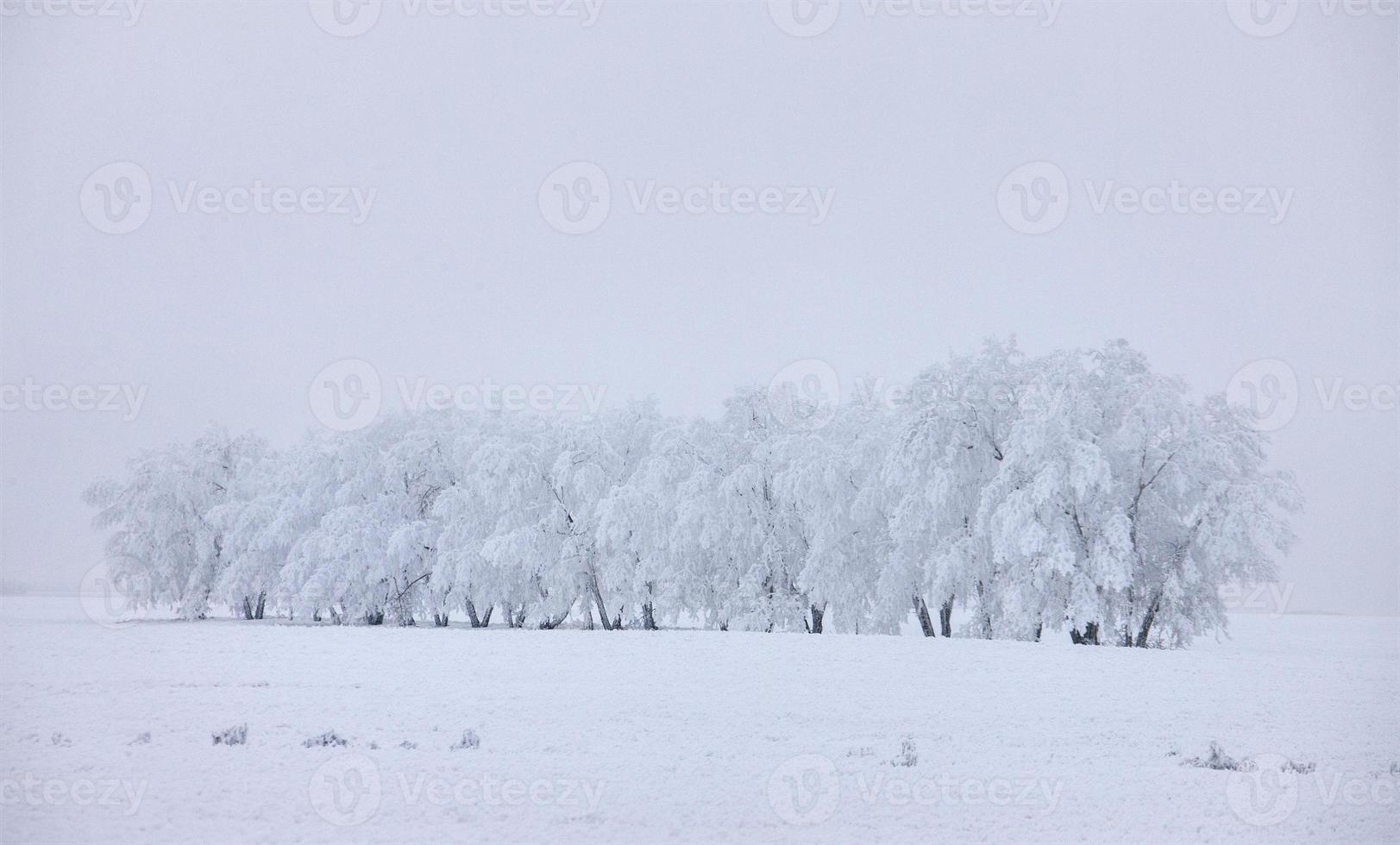 Winter Frost Saskatchewan photo