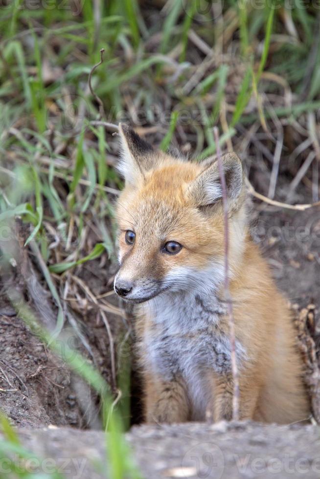 Fox Kits Near Den photo