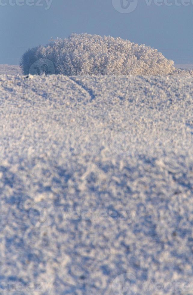 Winter Frost Saskatchewan photo