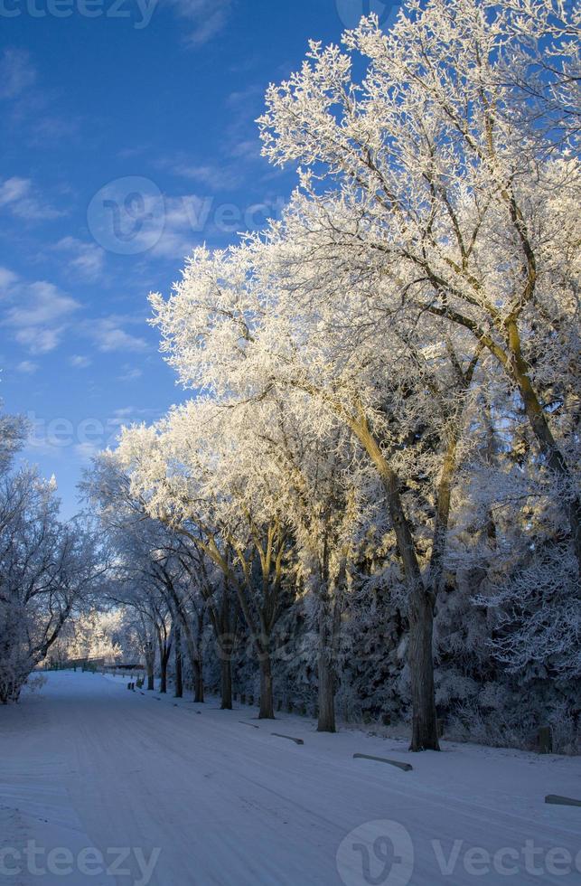 Winter Frost Saskatchewan photo