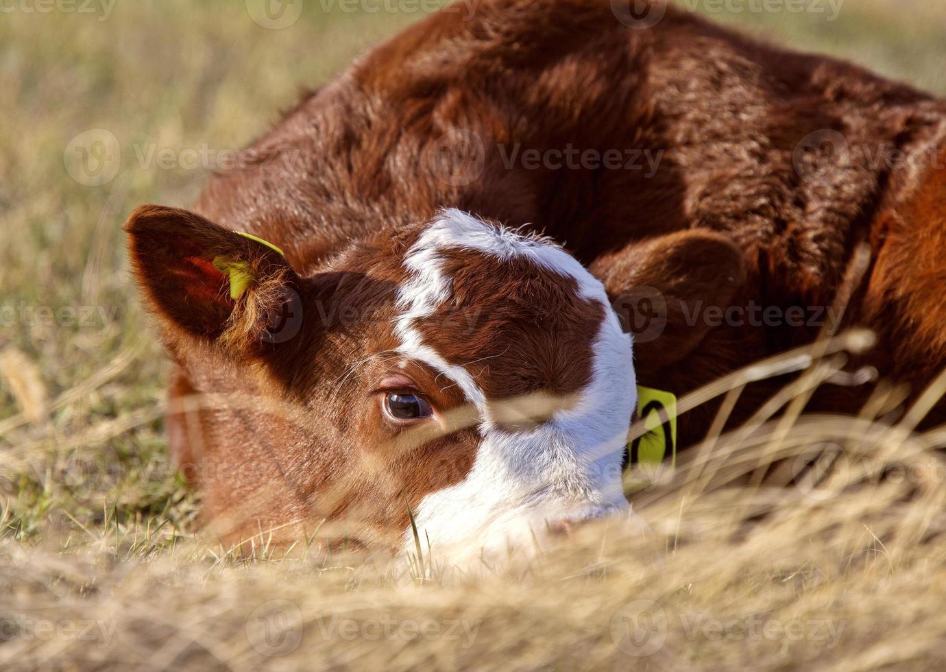 Cattle Calving Season photo