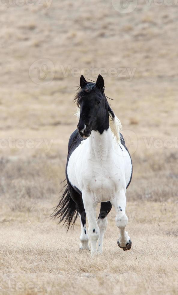 caballos de la pradera saskatchewan foto