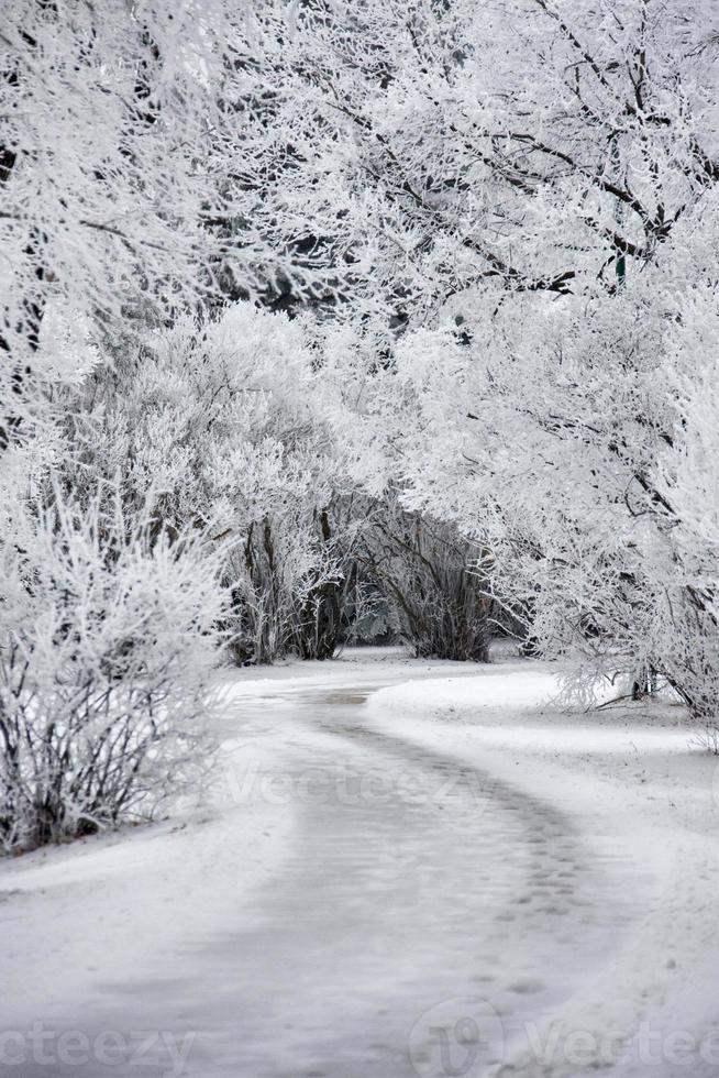 Winter Frost Saskatchewan photo