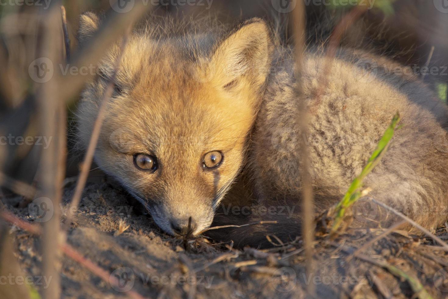 kits de zorro cerca de la guarida foto