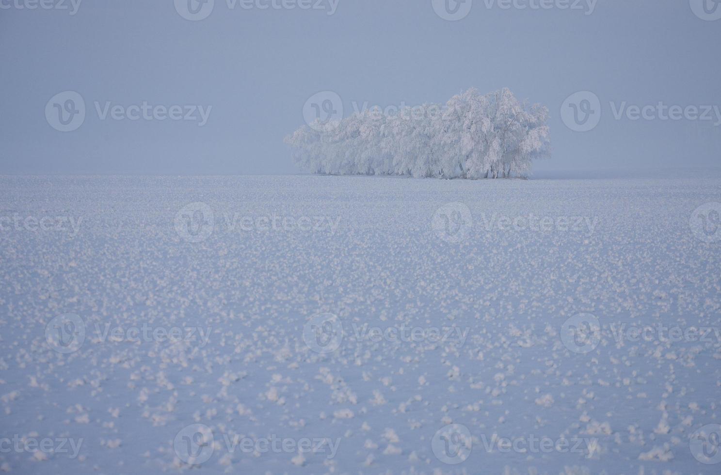 Winter Frost Saskatchewan photo