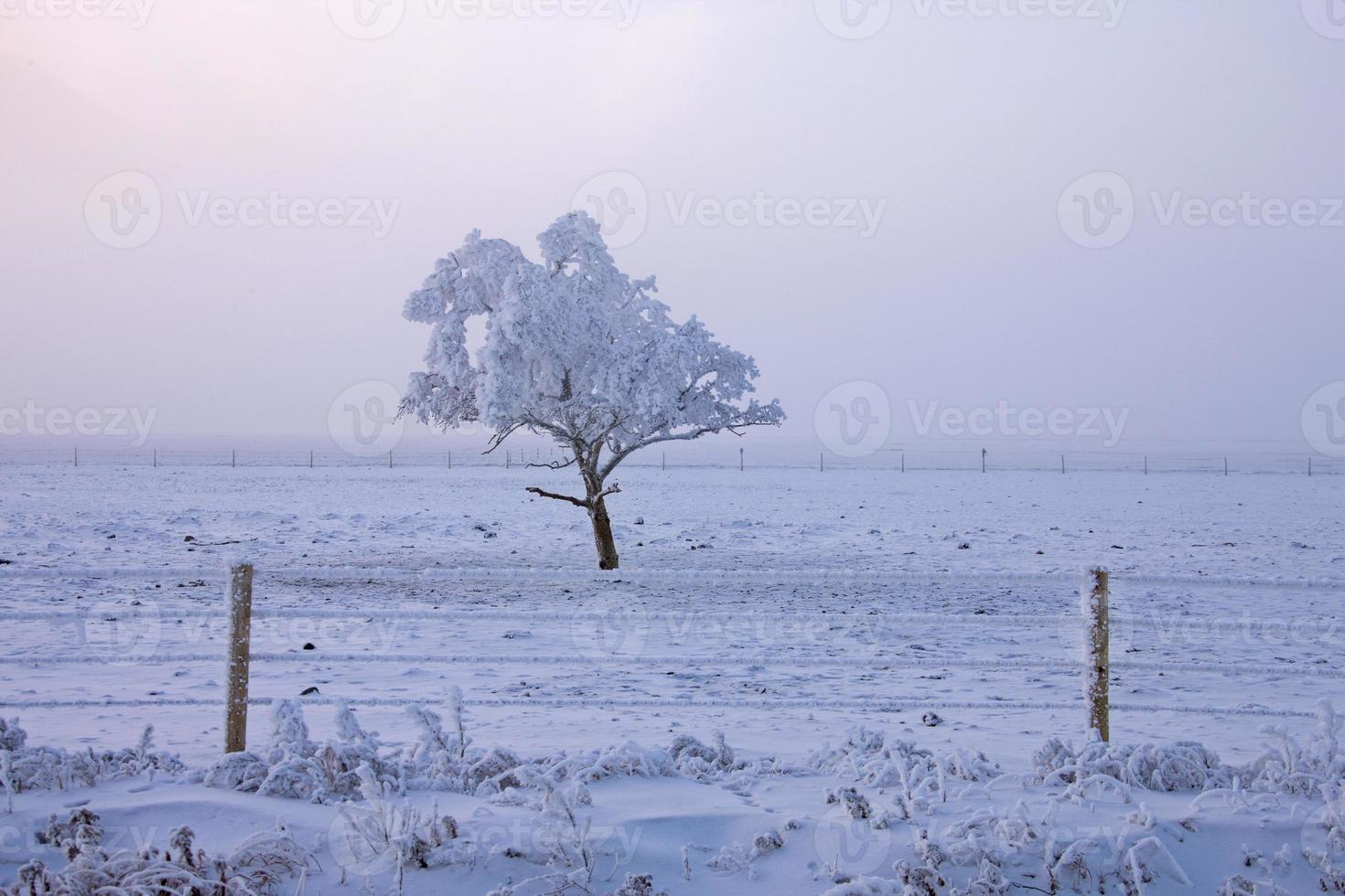 Winter Frost Saskatchewan photo