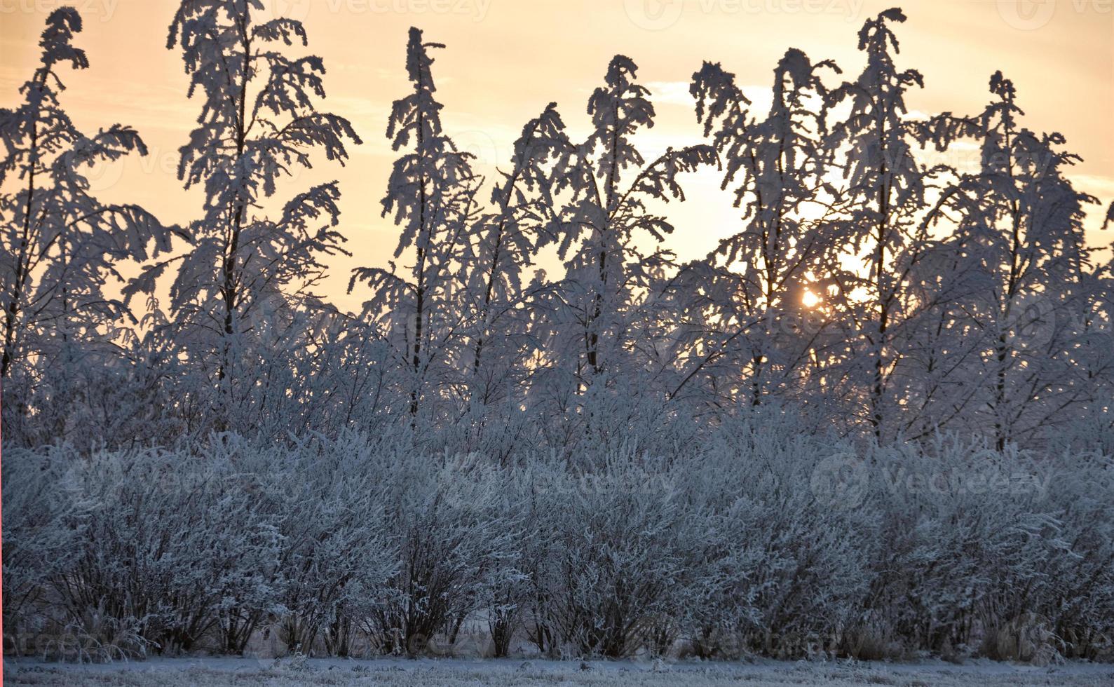 Winter Frost Saskatchewan photo