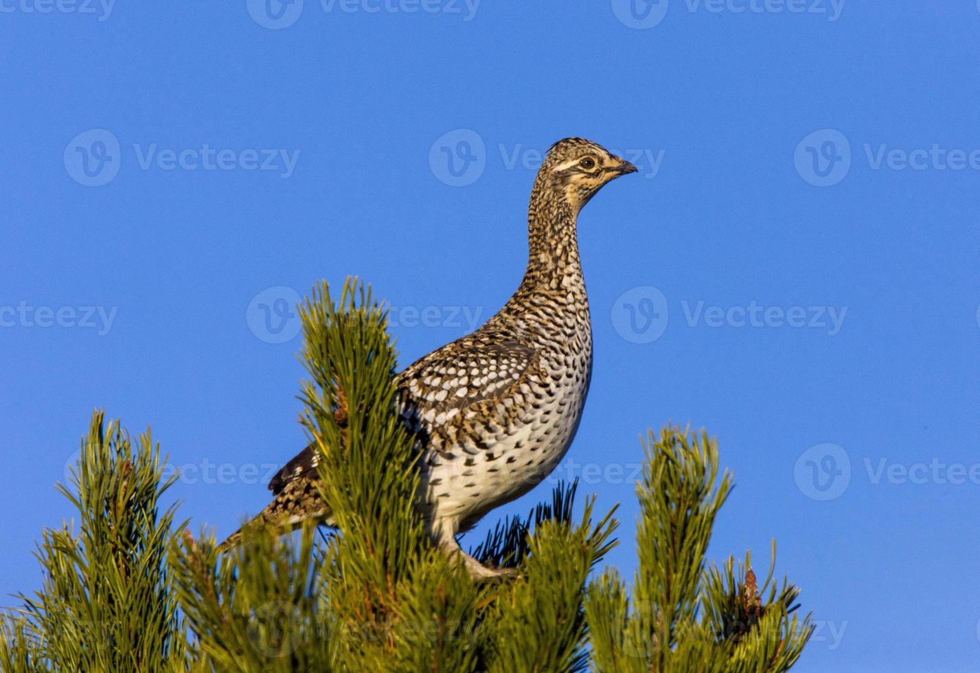 Sharp Tailed Grouse in Tree photo