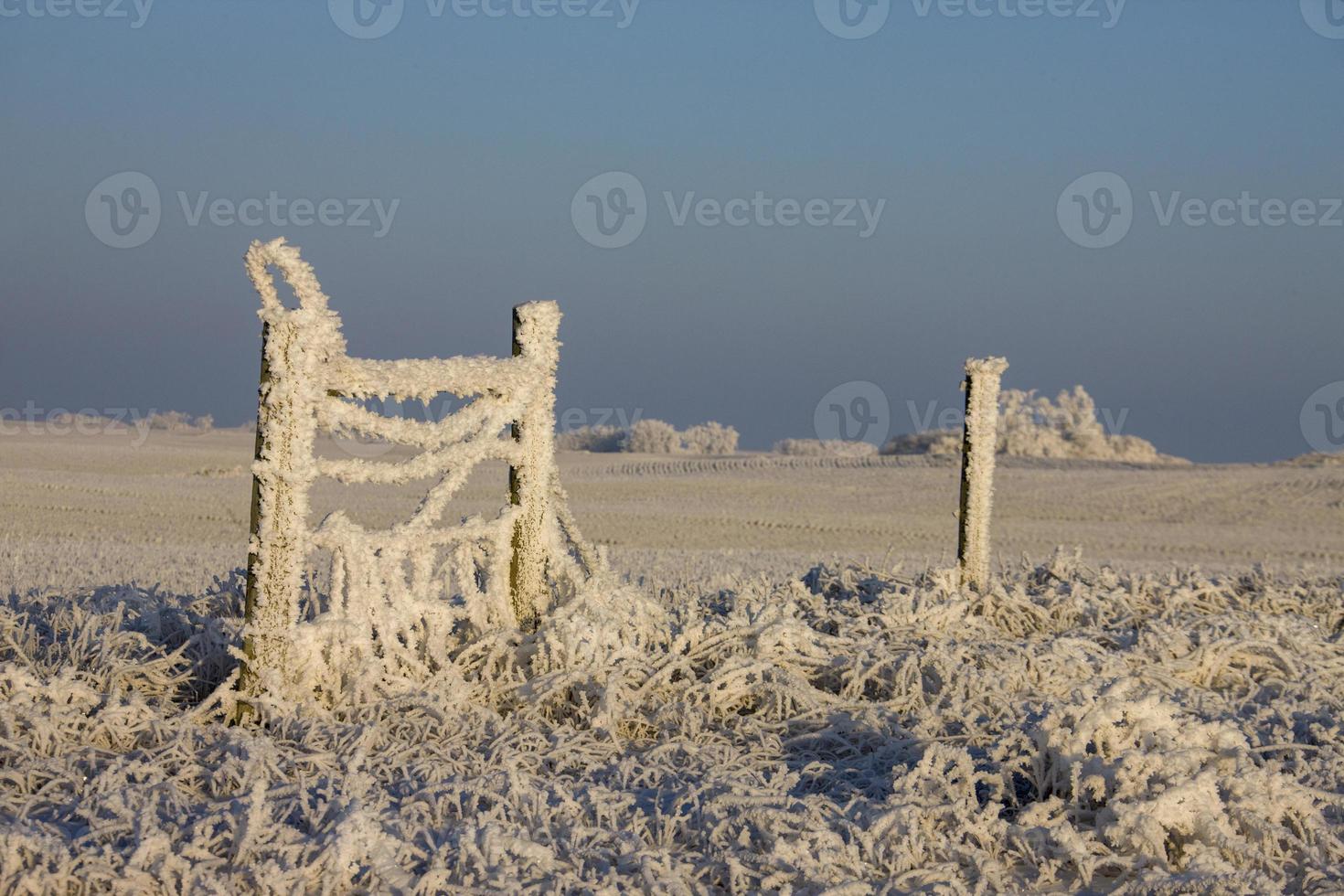 Winter Frost Saskatchewan photo