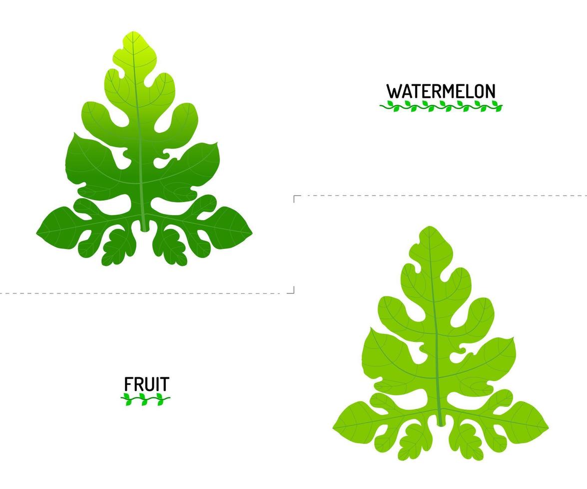 Two beautiful watermelon leaves. Vector design on white background. It is a sweet fruit.