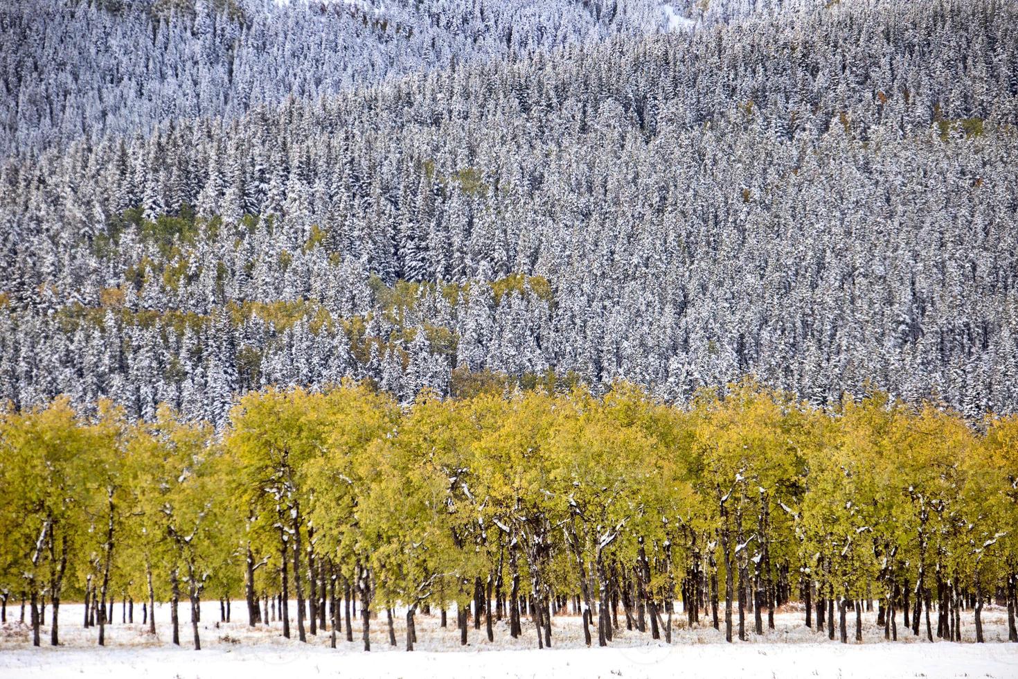 Fall Colors Kananaskis photo