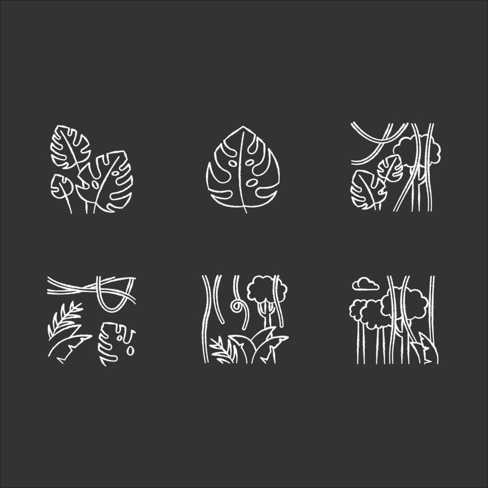 Rainforest plants chalk icons set. Evergreen forest vines. Swiss cheese plant. Trip to Indonesian jungle. Discovering Bali nature. Exploring tropical flora. Isolated vector chalkboard illustrations