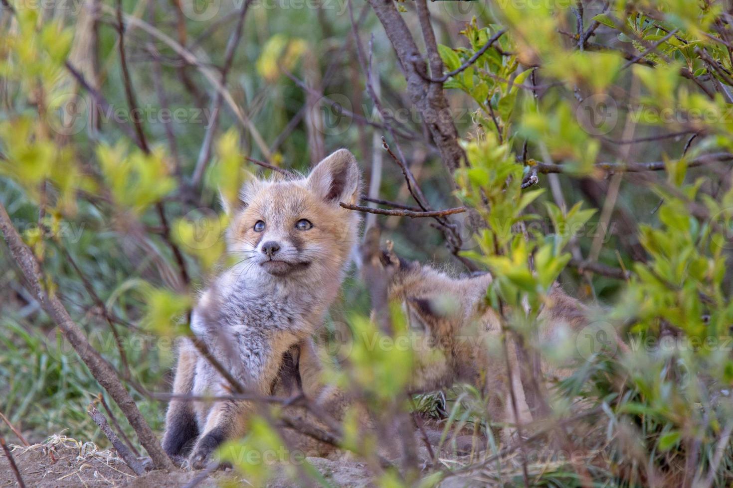 Fox Kits Near Den photo