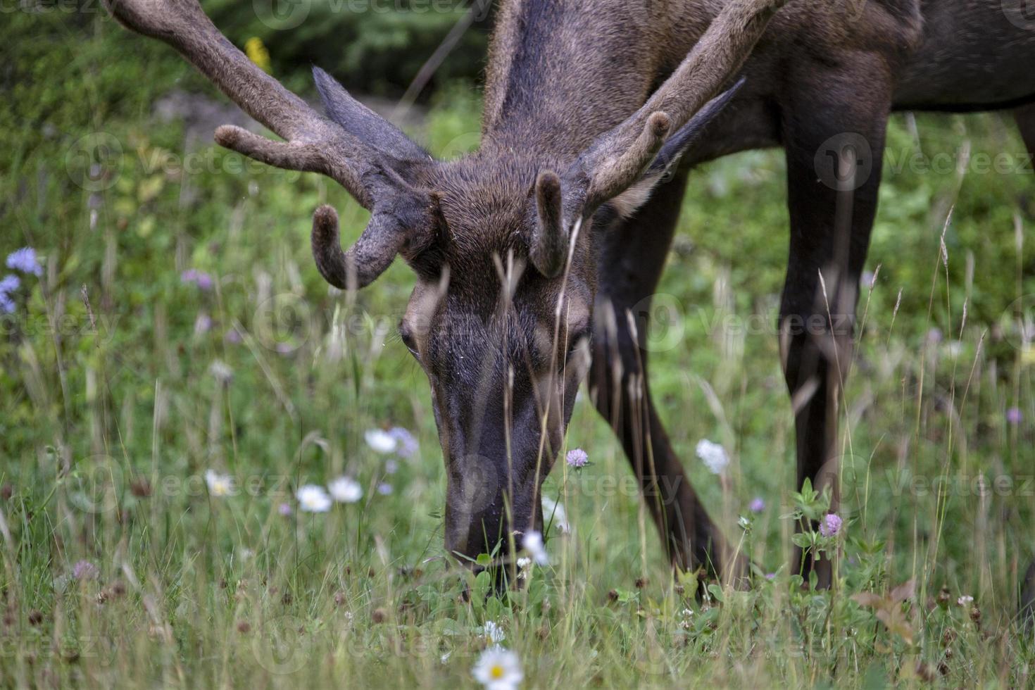 Wild Elk Canada photo