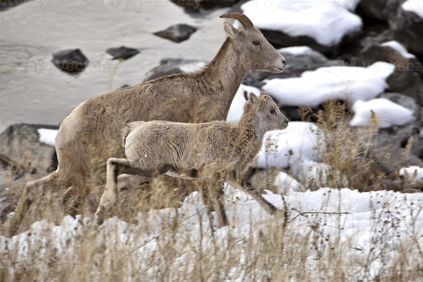 Rocky Mountain Ram Sheep photo