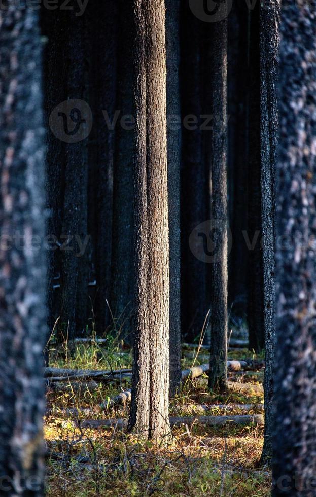 pino lodgepole canadá foto