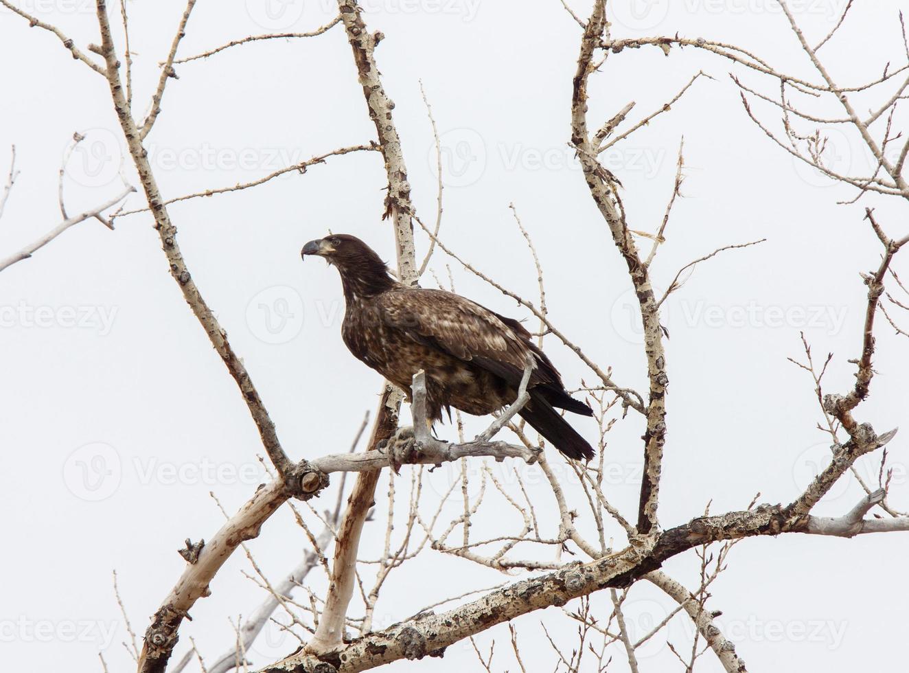 Golden Eagle Canada photo