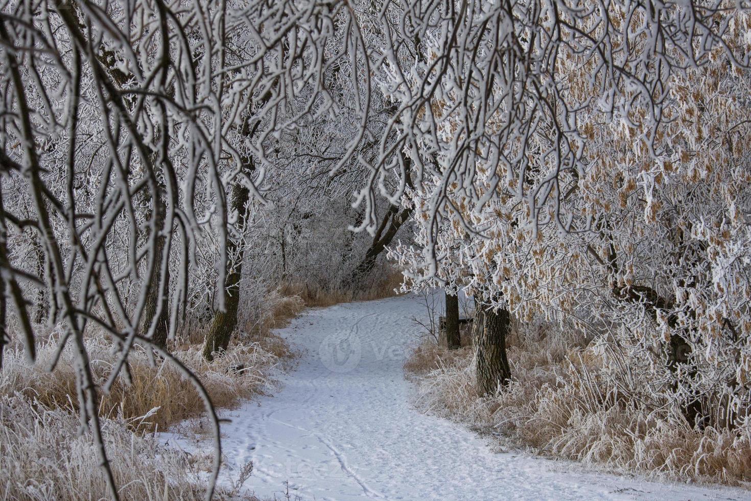 Winter Frost Saskatchewan photo