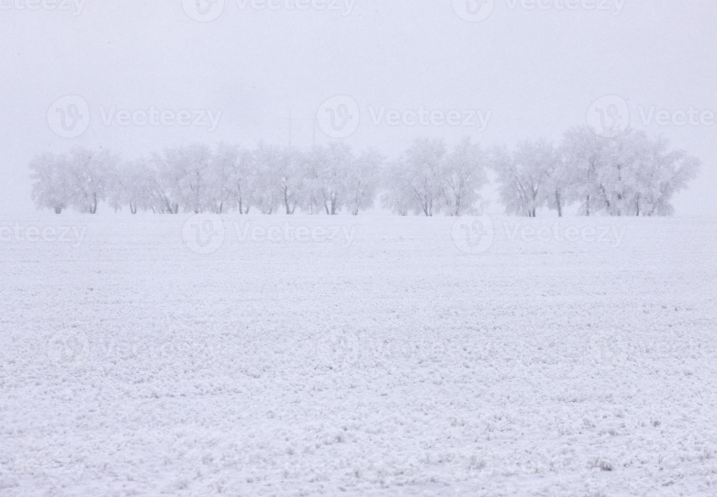 Winter Frost Saskatchewan photo