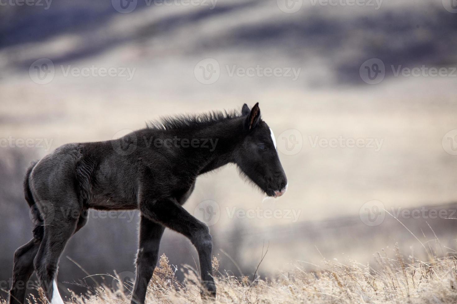 caballos de la pradera saskatchewan foto