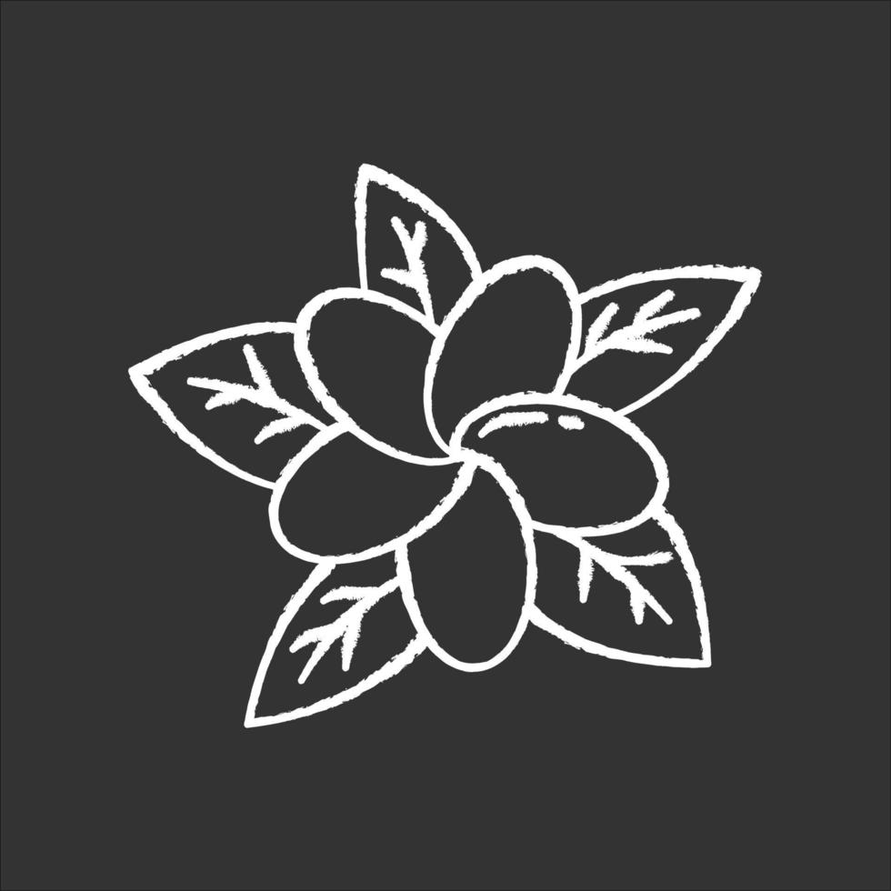 Plumeria chalk icon. Exotic region flowers. Flora of Indonesian forests. Small tropical plants. Blossom of frangipani with leaves. Nature of Bali. Isolated vector chalkboard illustration