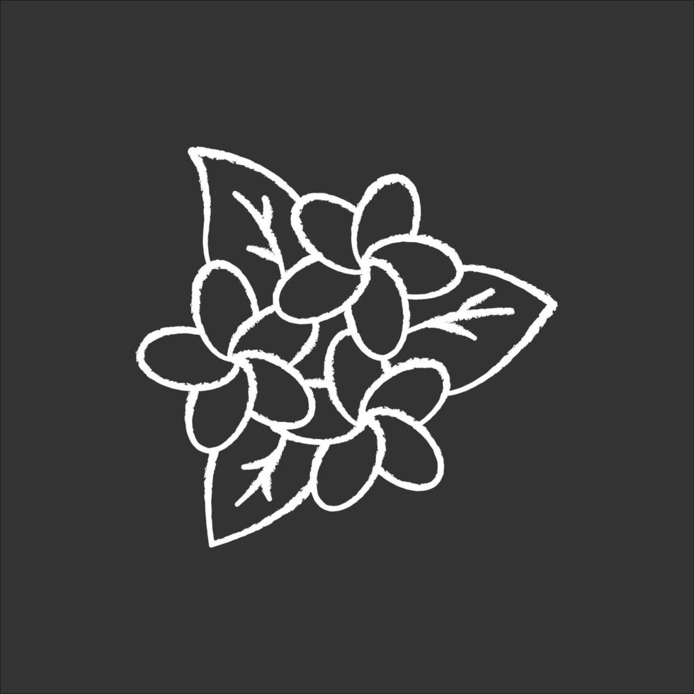 Plumeria inflorescence chalk icon. Exotic region flowers. Flora of Indonesian jungles. Small tropical plants. Blossom of frangipani with leaves. Nature of Bali. Isolated vector chalkboard illustration