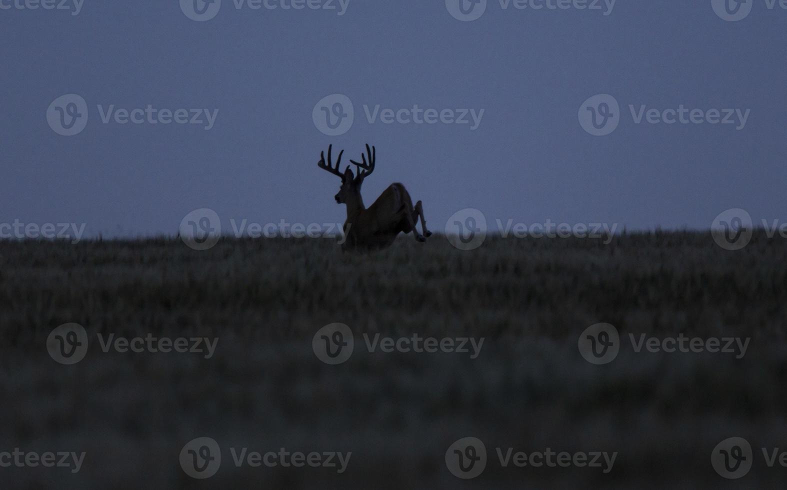 Prairie Mule Deer photo