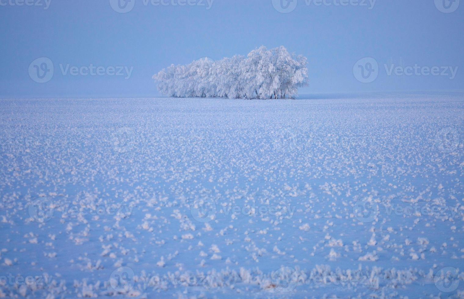 Winter Frost Saskatchewan photo