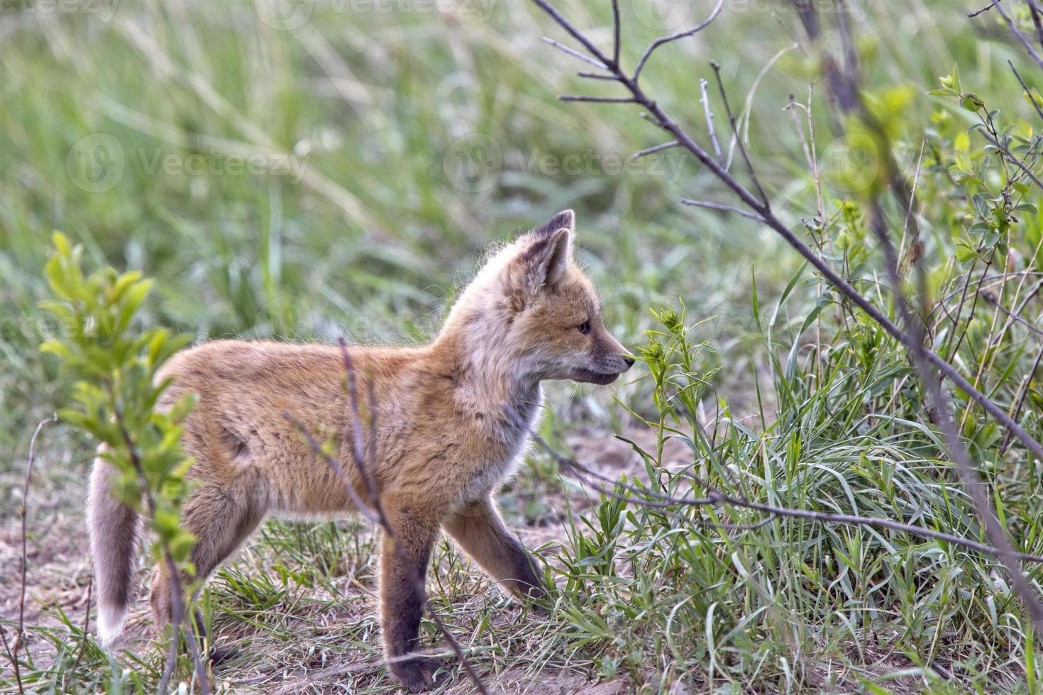 Fox Kits Near Den photo