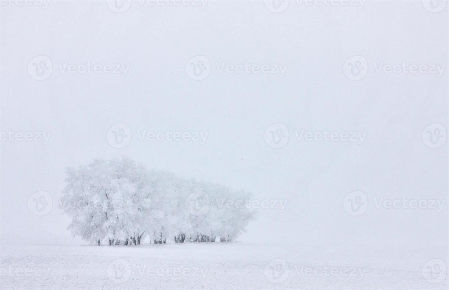 Winter Frost Saskatchewan photo