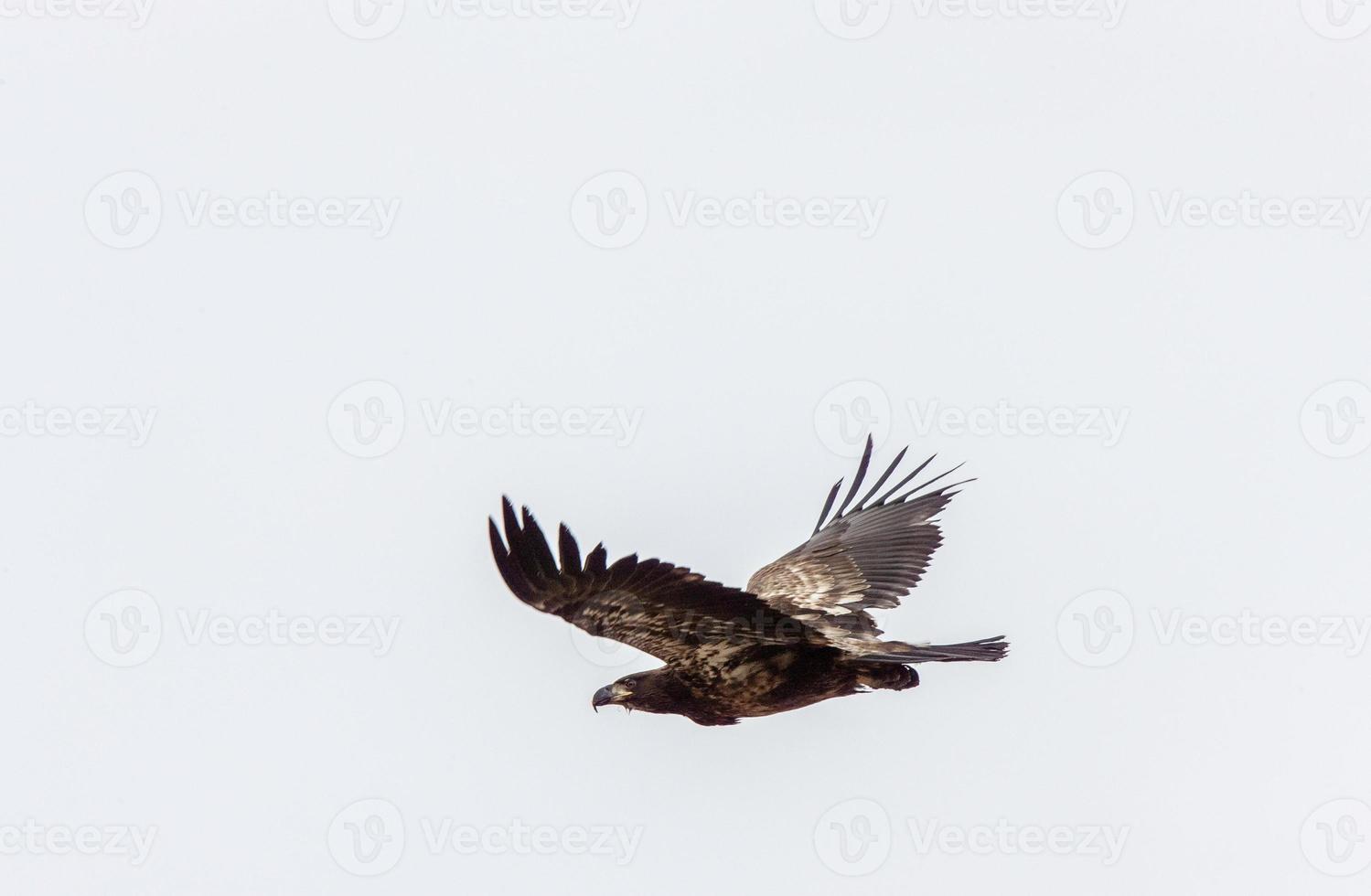 Golden Eagle Canada photo