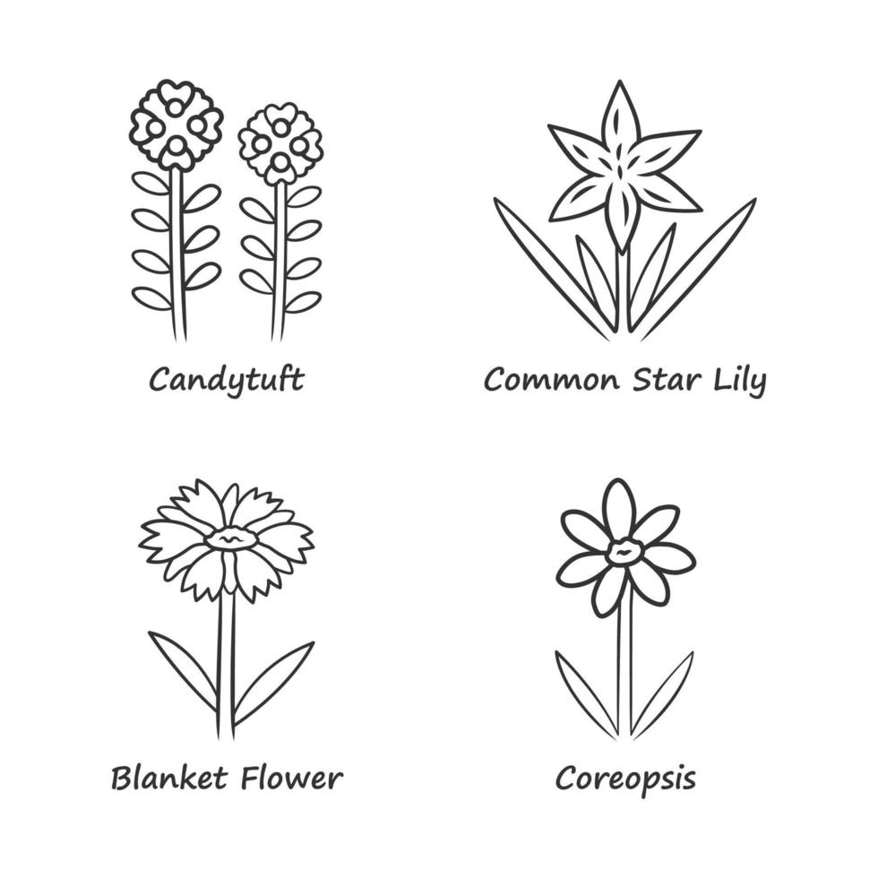 Wild flowers linear icons set. Candytuft, common star lily, coreopsis, blanket flower. Blooming wildflower, weed. Field, meadow plants. Thin line contour symbols. Isolated vector outline illustrations