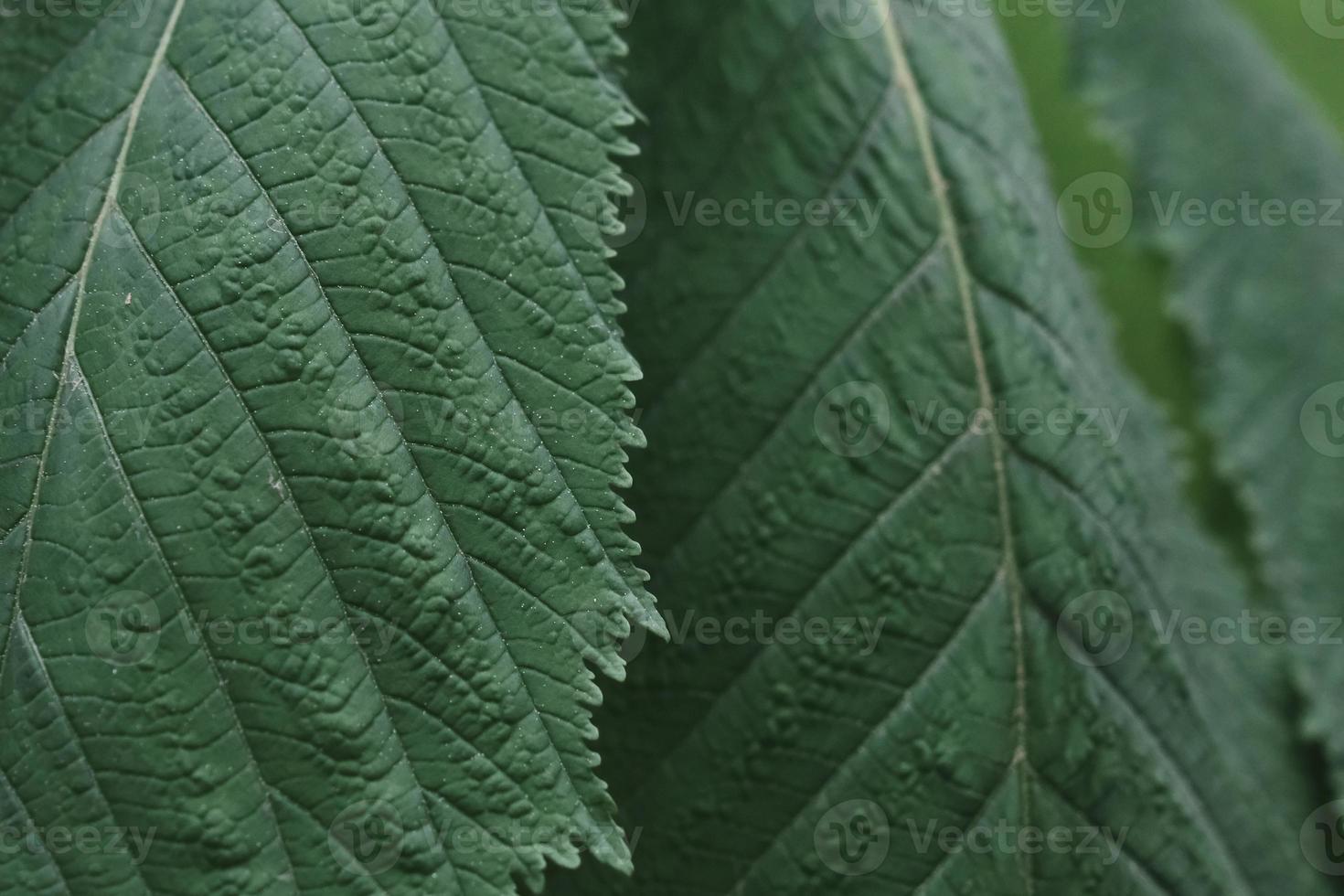 hojas grandes de un primer plano de castaño con detalle, al aire libre en el jardín de primavera foto